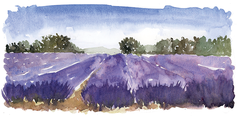 LAVANDA